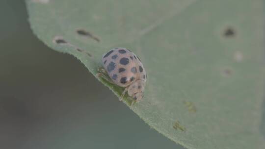 植物叶子上的瓢虫LOG视频素材模板下载