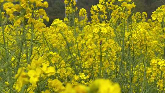 油菜花蜜蜂采蜜