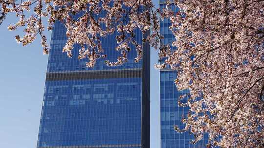 春天有樱花的商务写字楼玻璃幕墙