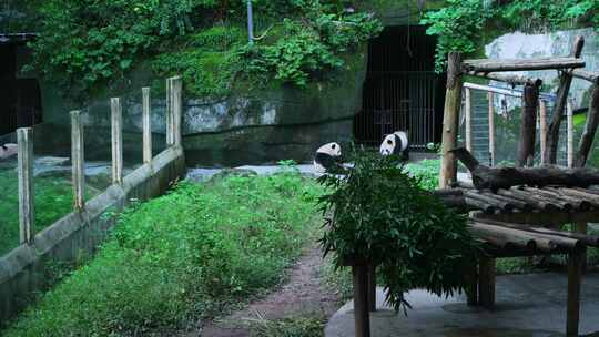 动物园熊猫视频素材模板下载