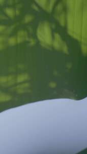 绿叶上竹子的光影植物自然美安静微风诗意