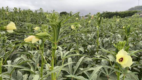 种植秋葵4K实拍视频