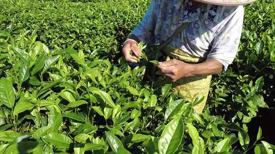 茶山茶园绿茶春茶茶叶采茶