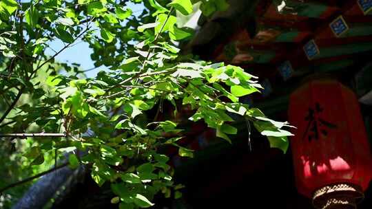 绿叶掩映下的中式建筑与灯笼
