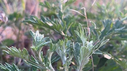 绿色艾草植物特写镜头