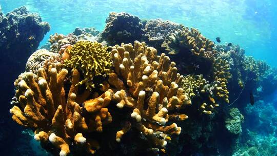 珊瑚礁潜水 合集
