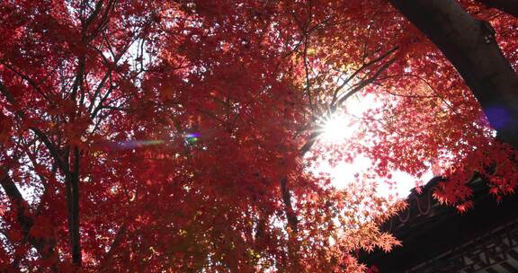 秋天江南古风建筑旁色彩鲜艳的枫叶8K实拍
