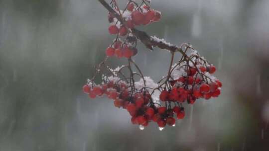下雪了，雪拍打在红色山楂果上