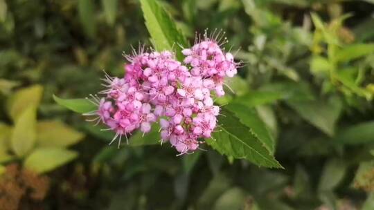 紫色花朵特写镜头