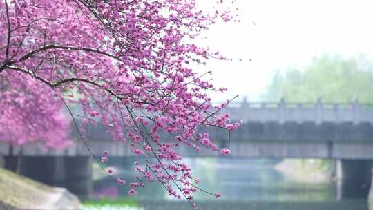 河边的桃花