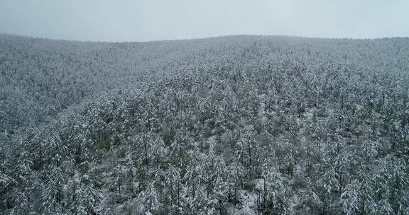 航拍大兴安岭春季降雪山林雾凇