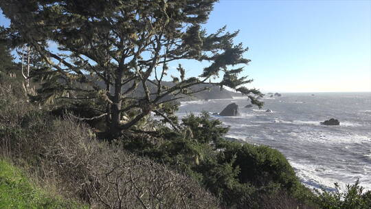 加州树木和海岸景观