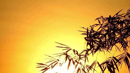 清晨日出时分竹枝竹叶的剪影