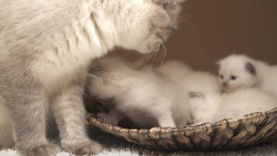 银渐层猫和猫宝宝