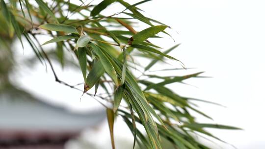 杭州湘湖美景实拍