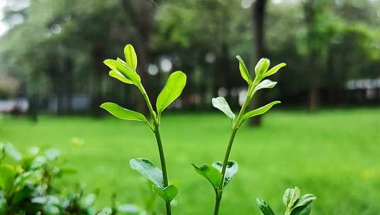 下雨间的绿色植物