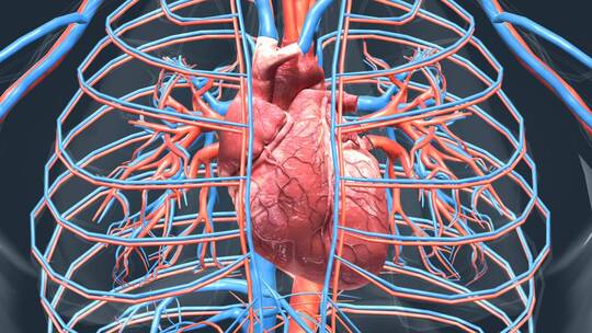 医学人体奥秘器官心脏三维动画