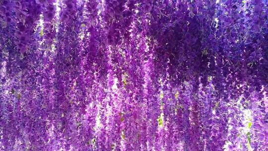美丽的紫藤花架2