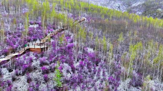 航拍大兴安岭杜鹃花雪中绽放