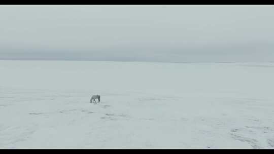 茫茫雪原上的一匹蒙古马
