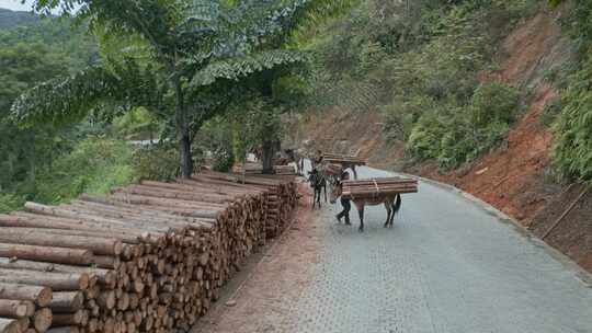 云南山区运送树木马帮木材