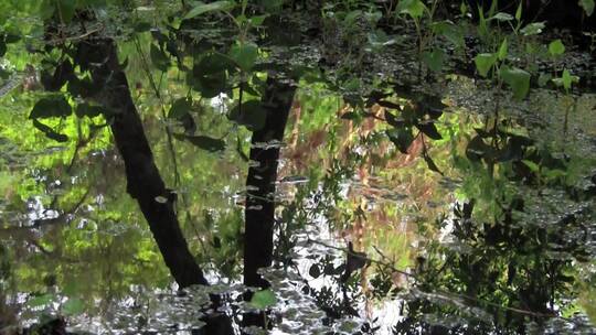 水坑中森林的倒影视频素材模板下载