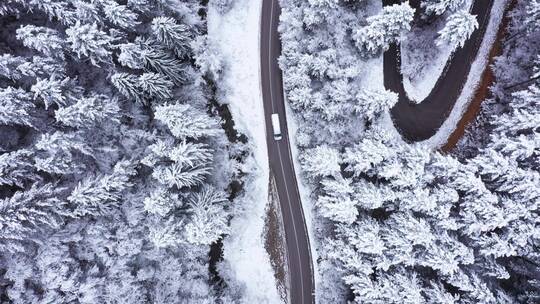 航拍汽车行驶在雪松松林的道路上