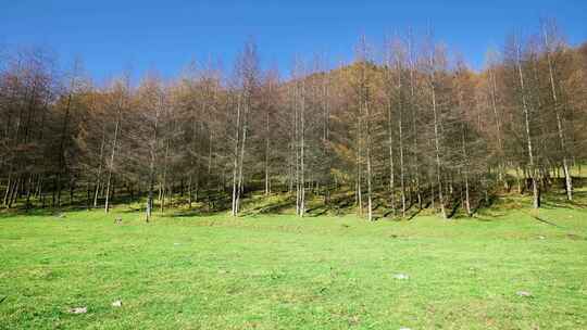 湖北恩施州大山顶林海水杉风景风光森林