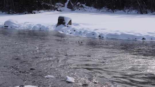 冬季喀纳斯晨雾雪蘑菇雾凇冰河野鸭雪山森林