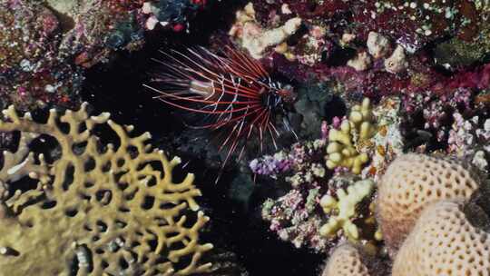 Spotfin Lionfish，红海，