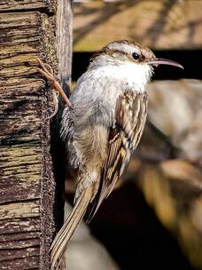 轻盈的舞步 舞蹈 步伐 轻盈 优雅 自