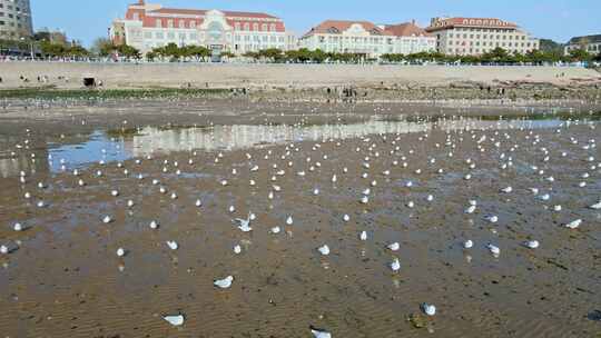 海岸线海边海鸥