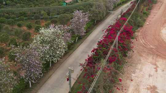 春天道路花开