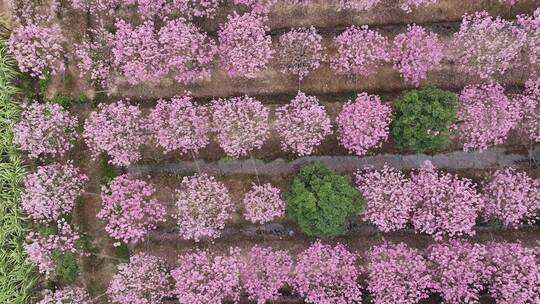 中国广东省广东省广州市南沙马克村紫花风铃视频素材模板下载