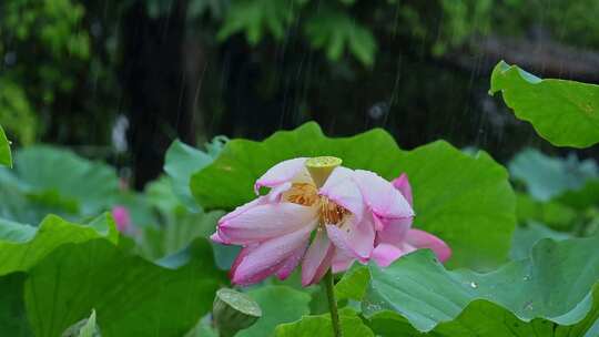 夏天雨水荷花荷叶雨滴雨景