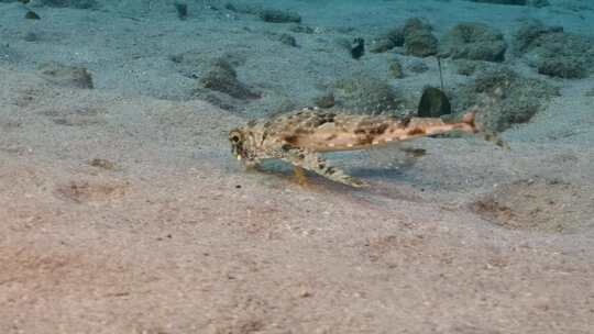 飞行Gurnard，海洋，水下，海底