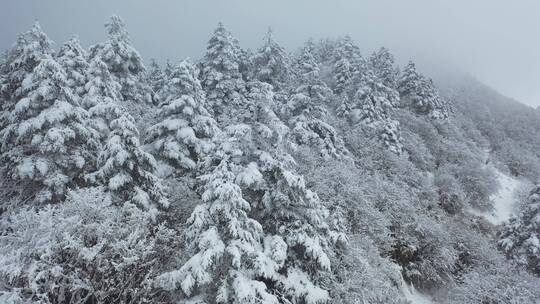 航拍湖北神农架冬季冬天冰雪雪松雪景