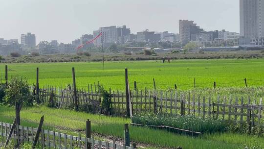 绿悠悠的草农田远方城市楼房01