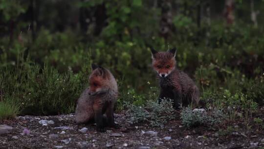 野生小狐狸草丛中觅食视频素材模板下载