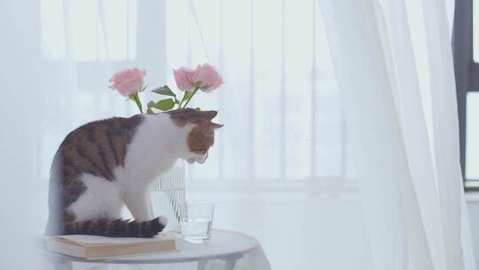 房间唯美宠物猫咪与玫瑰花