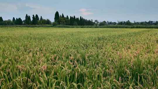 乡村振兴粮食安全水稻田野背景视频