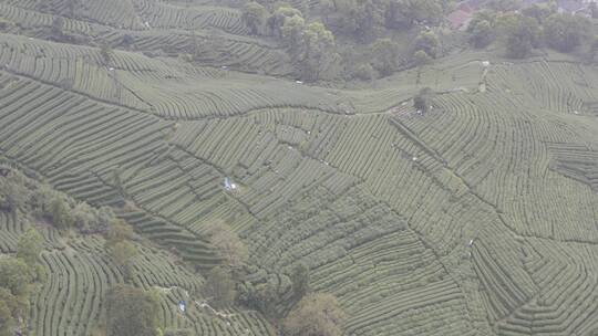 杭州西湖梅家坞茶园茶山