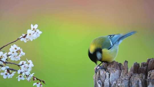 春天一只小鸟在樱花盛开不停啄木头视频素材模板下载