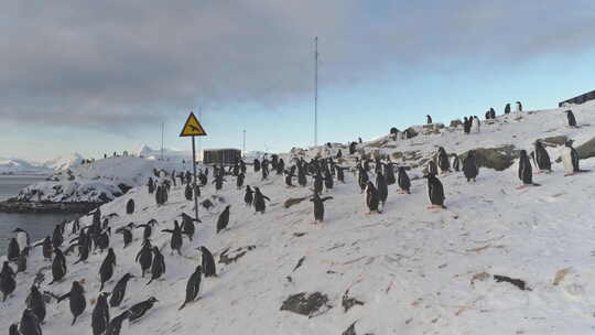 南极幽默-标志上写着“小心-鸟类”。巴布视频素材模板下载