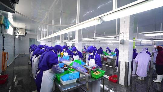 食品厂工人车间工作海鲜加工视频素材模板下载