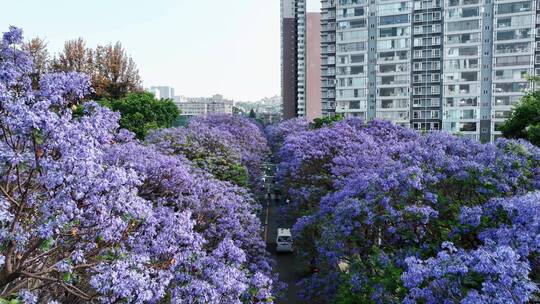 昆明校场中路蓝花楹航拍素材，昆明蓝花楹