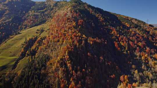 森林，山，树木，树叶