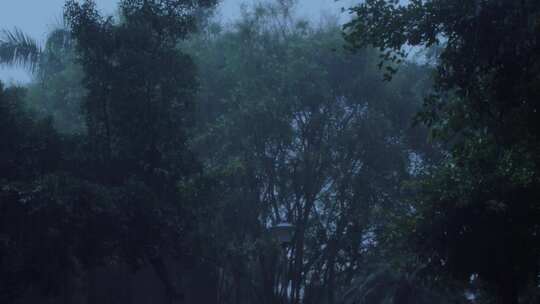 下雨雨天雨景雨滴植物