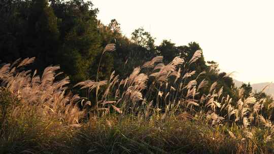 芦苇丛随风摇摆