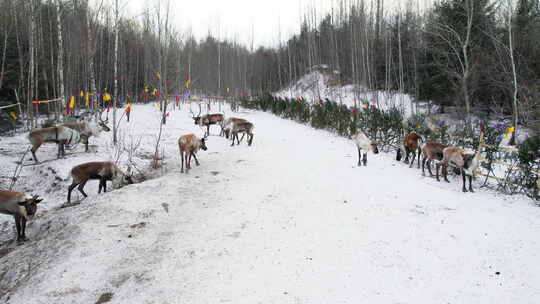 冬天的东北驯鹿部落踏雪